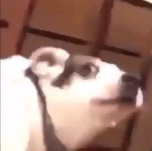 Meet your Posher, Jack